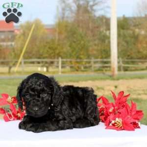 Atticus, Miniature Poodle Puppy